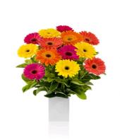 Cherry Day Gifts toIndia, sparsh flowers to India same day delivery